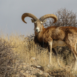 Yaban Koyunu İzleme Projesi